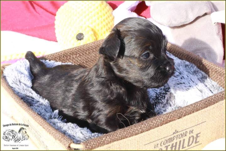 Mâle noir bringé  (3)