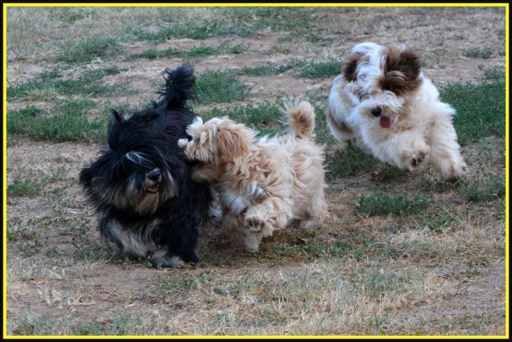 Vente de chiots Bichons Havanais Dordogne